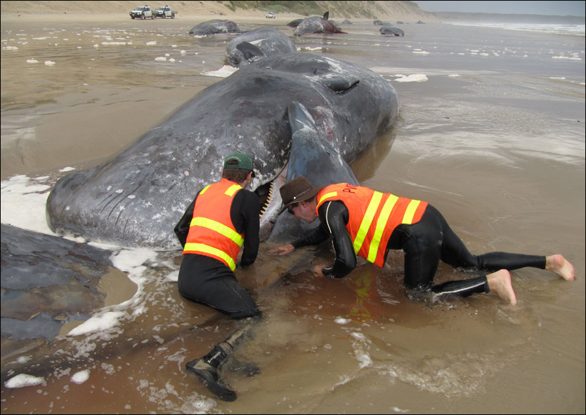 STRANDET: Redningsmannskapene klarte bare å redde kun to av hvalene som strandet på Tasmania i Australia i helgen. Foto: AFP