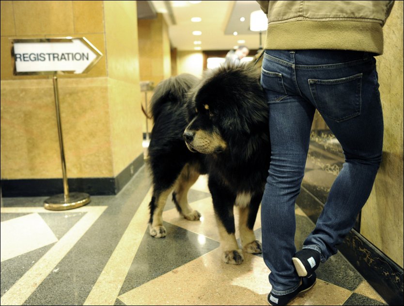 HUND PÅ HOTELL: Denne tibetanske mastiffen sjekker inn på et hotell sammen med eieren sin i New York. Foto: Timothy A. Clary, AFP / NTB Scanpix